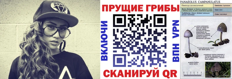 площадка формула  Альметьевск  Галлюциногенные грибы Magic Shrooms 